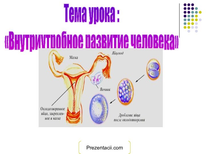 Тема урока : «Внутриутробное развитие человека»Prezentacii.com