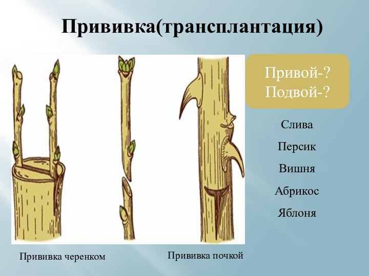 Прививка(трансплантация)Привой-?Подвой-?Прививка черенкомПрививка почкойСливаПерсикВишняАбрикос Яблоня