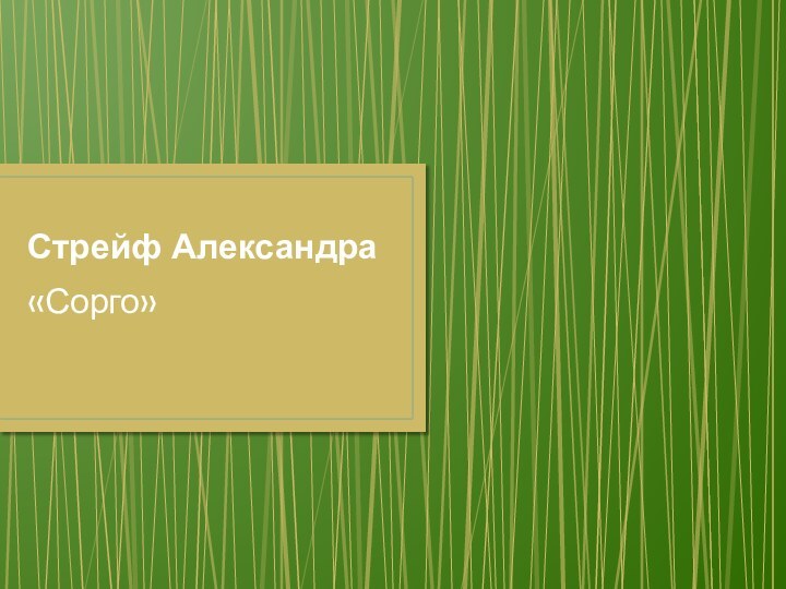 Стрейф Александра«Сорго»