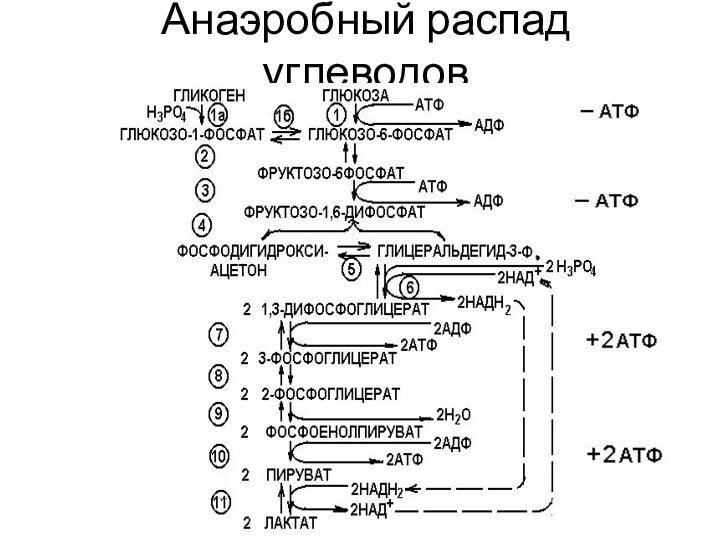 Анаэробный распад углеводов