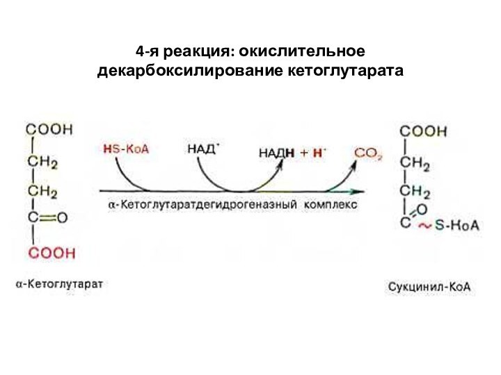 Кетоглутарат