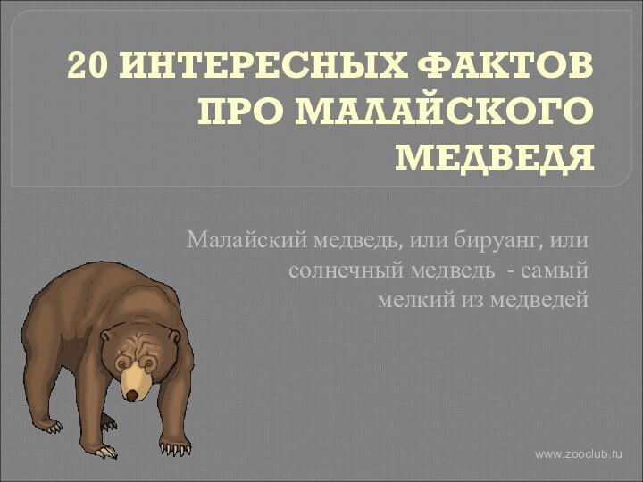 20 ИНТЕРЕСНЫХ ФАКТОВ ПРО МАЛАЙСКОГО МЕДВЕДЯМалайский медведь, или бируанг, или солнечный медведь