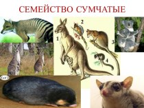 сумчатые животные