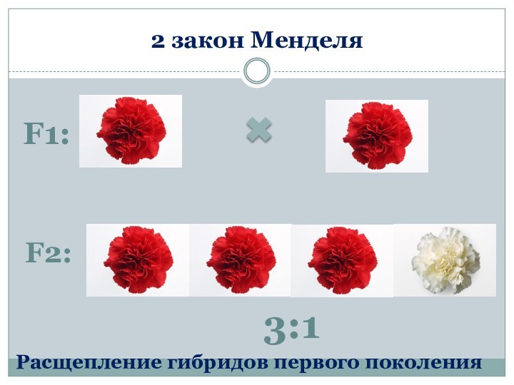 2 закон МенделяF1:F2:Расщепление гибридов первого поколения3:1