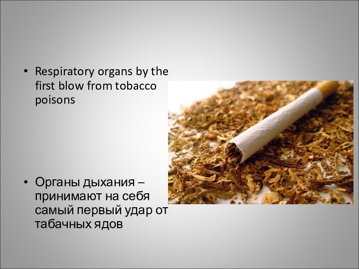 Respiratory organs by the first blow from tobacco poisonsОрганы дыхания – принимают