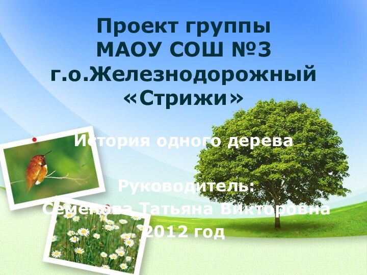 Проект группы  МАОУ СОШ №3 г.о.Железнодорожный «Стрижи»История одного дерева Руководитель: Семёнова Татьяна Викторовна2012 год
