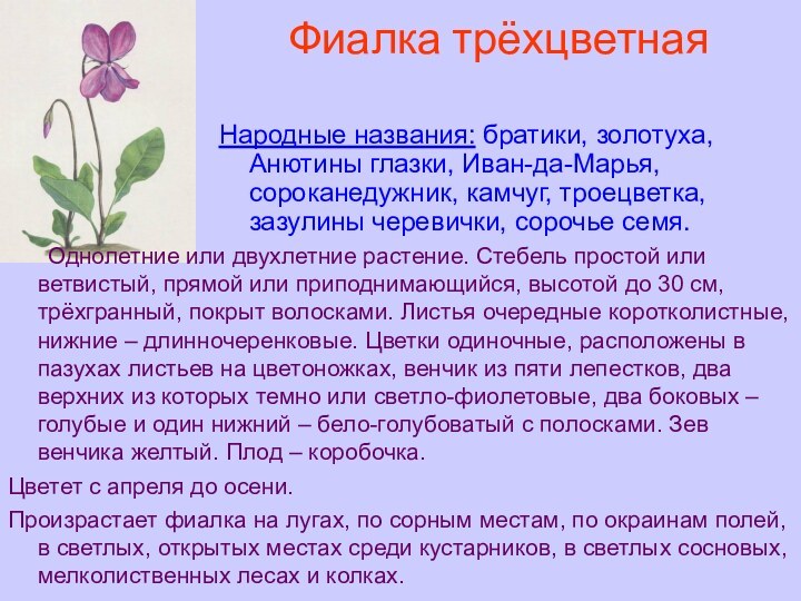 Фиалка трёхцветная Народные названия: братики, золотуха, Анютины глазки, Иван-да-Марья, сороканедужник, камчуг, троецветка,