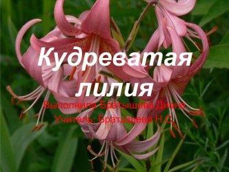 Кудреватая лилия