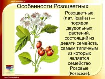 Особенности Розоцветных