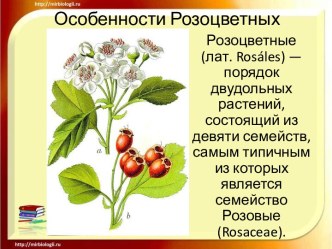 Особенности Розоцветных