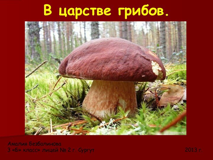 В царстве грибов.Амалия Безбалинова3 «Б» класс» лицей № 2 г. Сургут