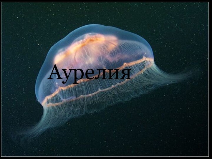 Аурелия