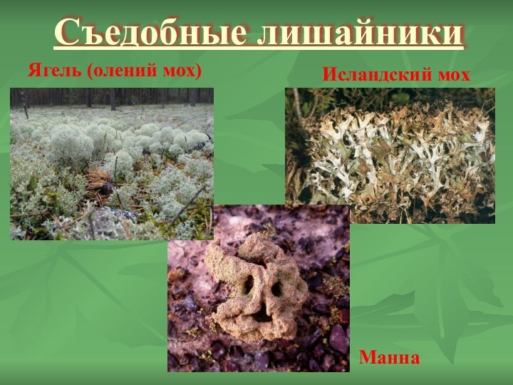 Съедобные лишайникиМаннаЯгель (олений мох)Исландский мох