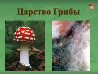 Царство Грибы.Лишайники