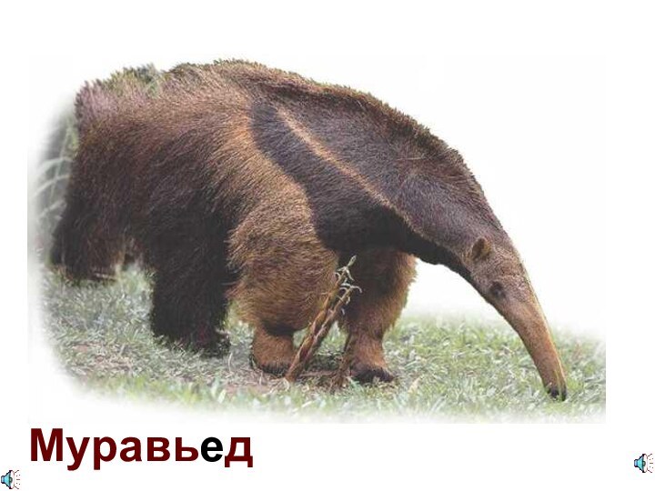 Муравьед