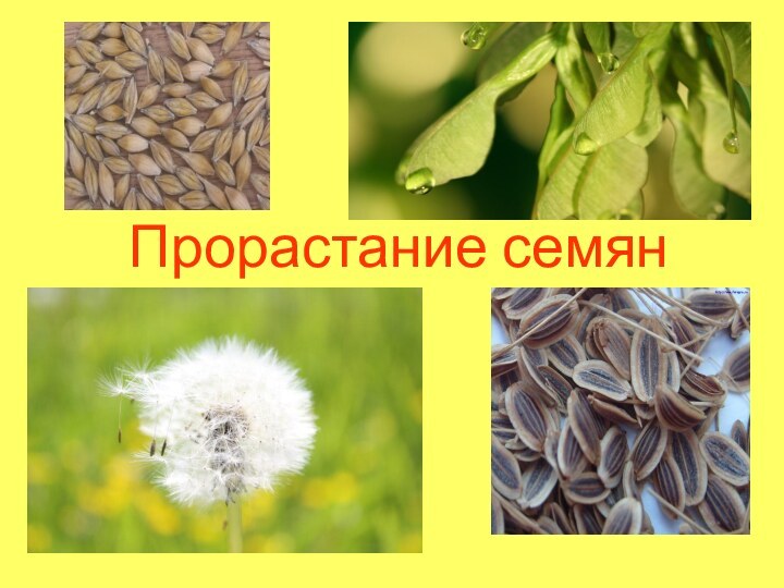 Прорастание семян