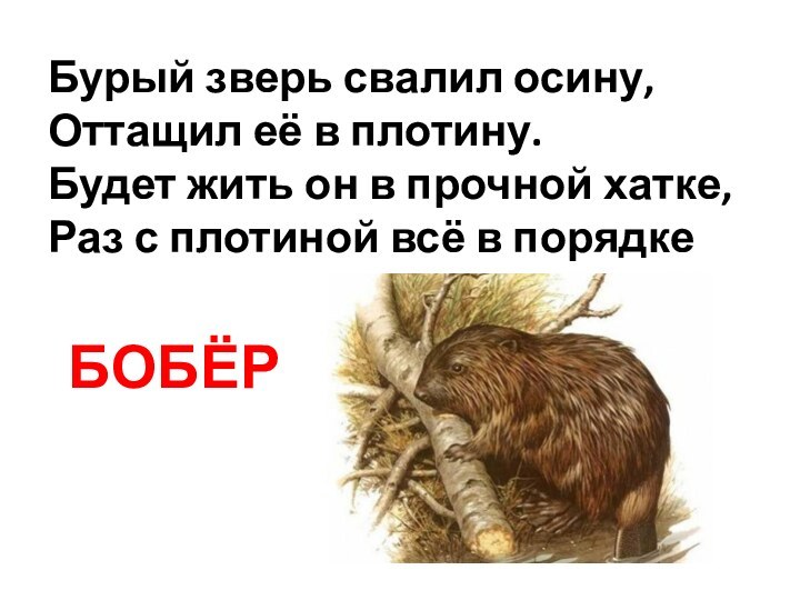 Бурый зверь свалил осину, Оттащил её в плотину. Будет жить он в