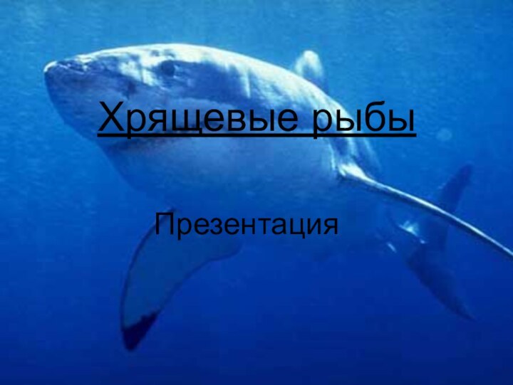 Хрящевые рыбыПрезентация