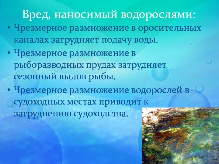 Вред, наносимый водорослями:Чрезмерное размножение в оросительных каналах затрудняет подачу воды.Чрезмерное размножение в