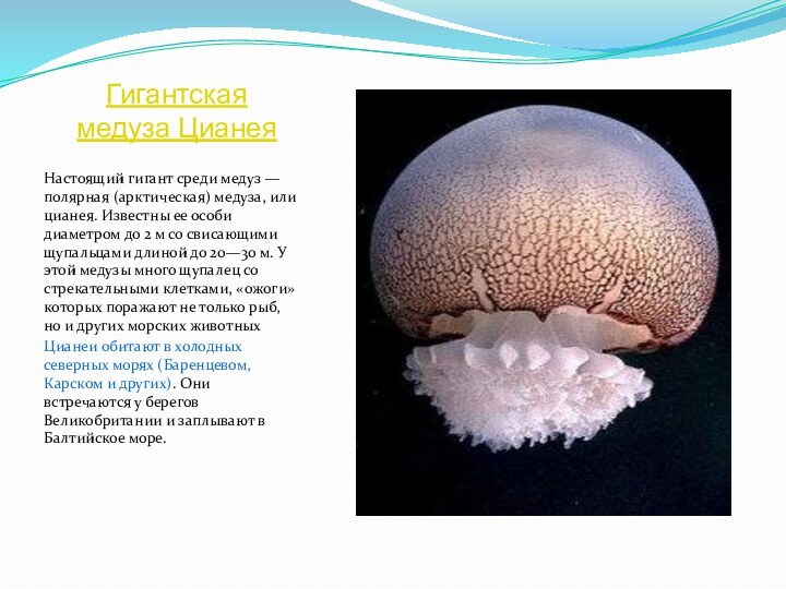 Гигантская медуза ЦианеяНастоящий гигант среди медуз — полярная (арктическая) медуза, или цианея.