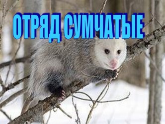 Отряд сумчатые