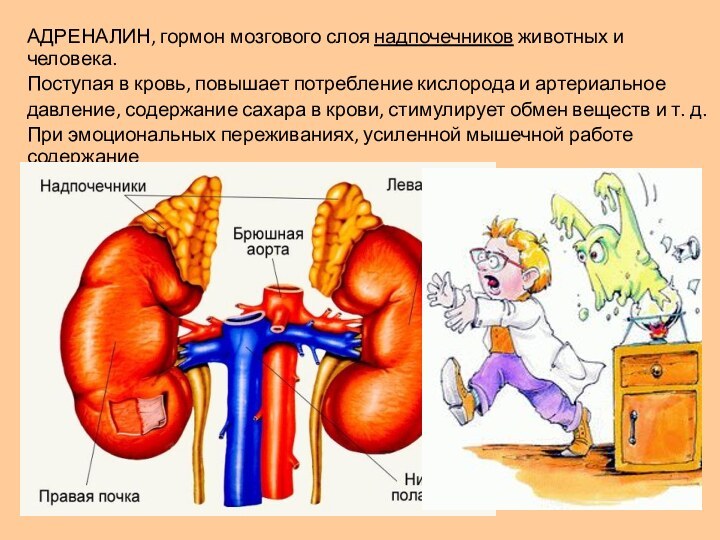 АДРЕНАЛИН, гормон мозгового слоя надпочечников животных и человека. Поступая в кровь, повышает