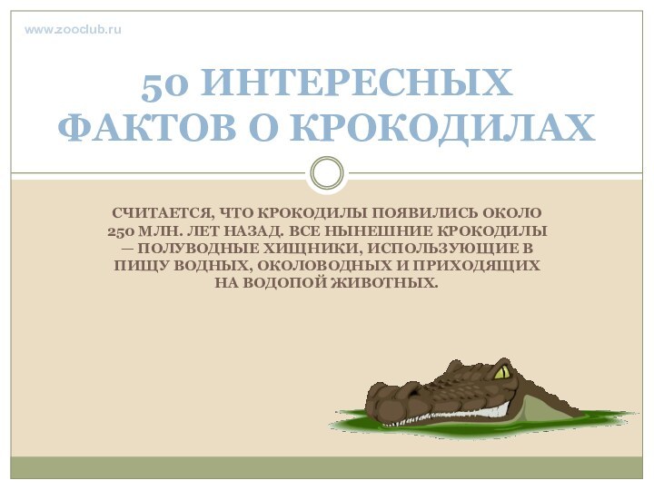 СЧИТАЕТСЯ, ЧТО КРОКОДИЛЫ ПОЯВИЛИСЬ ОКОЛО 250 МЛН. ЛЕТ НАЗАД. ВСЕ НЫНЕШНИЕ КРОКОДИЛЫ