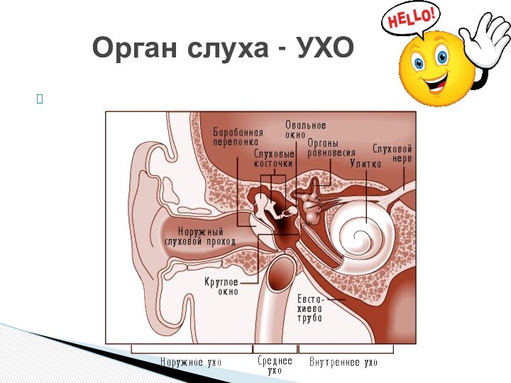 Орган слуха - УХО