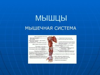 Строение и функции мышц