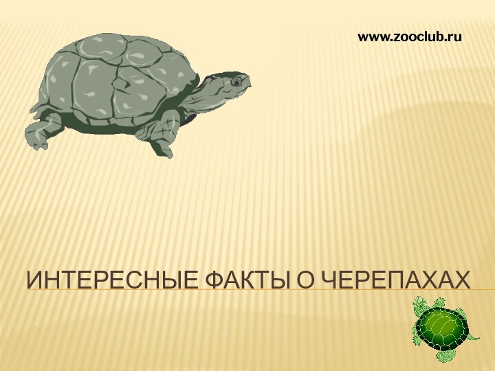 Интересные факты о черепахахwww.zooclub.ru