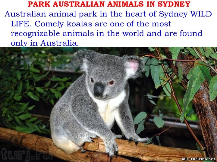 Australian animal park in the heart of Sydney WILD LIFE. Comely koalas