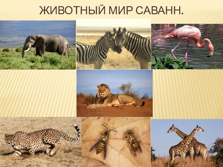 Животный мир саванн.