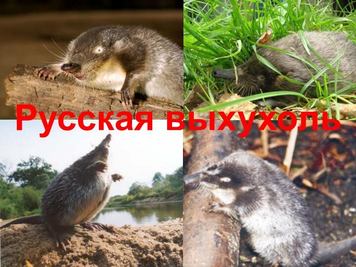 Русская выхухоль