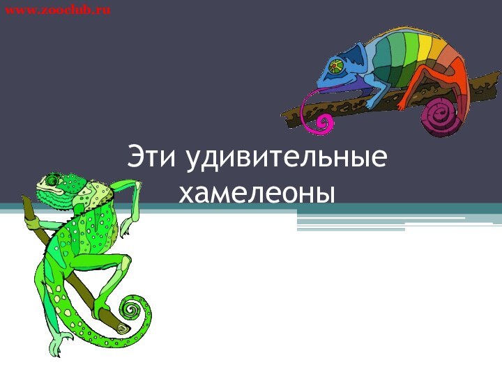Эти удивительные  хамелеоныwww.zooclub.ru