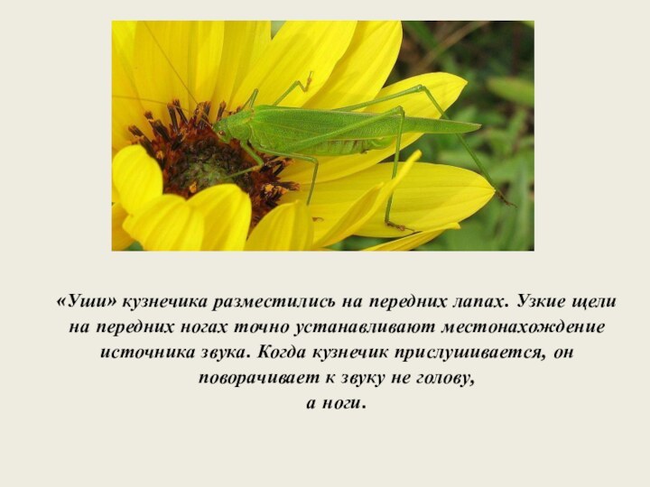 «Уши» кузнечика разместились на передних лапах. Узкие щели на передних ногах точно