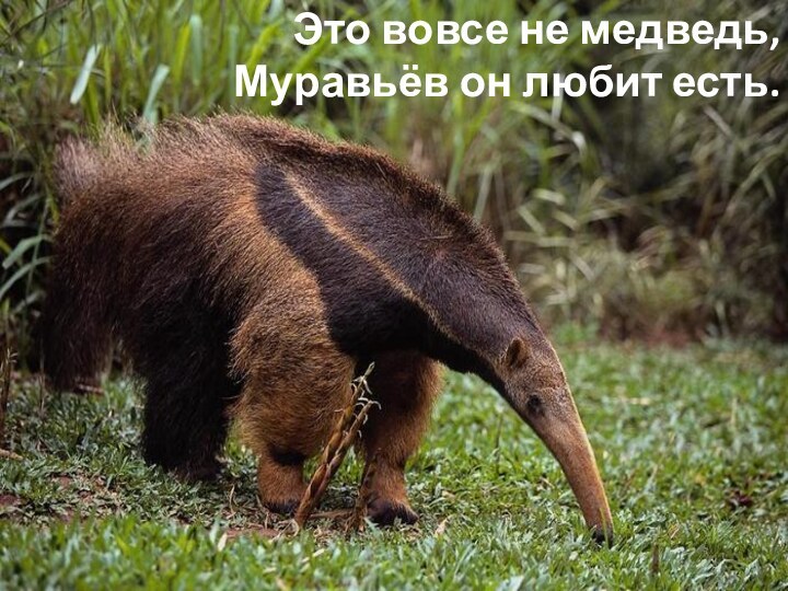 Это вовсе не медведь, Муравьёв он любит есть.