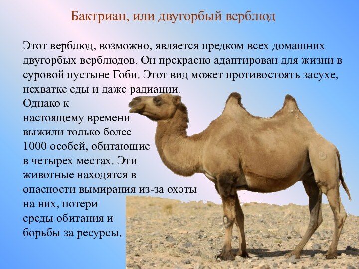 Бактриан, или двугорбый верблюдЭтот верблюд, возможно, является предком всех домашних двугорбых верблюдов.