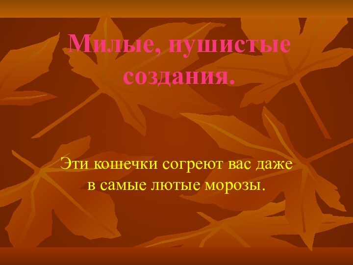 Милые, пушистые создания.Эти кошечки согреют вас даже в самые лютые морозы.