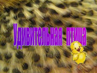 Удивительная птица