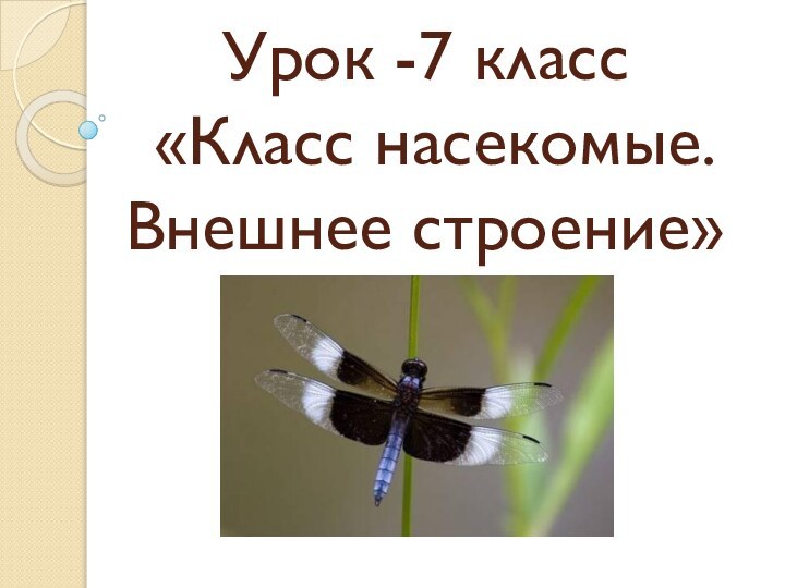 Урок -7 класс  «Класс насекомые. Внешнее строение»