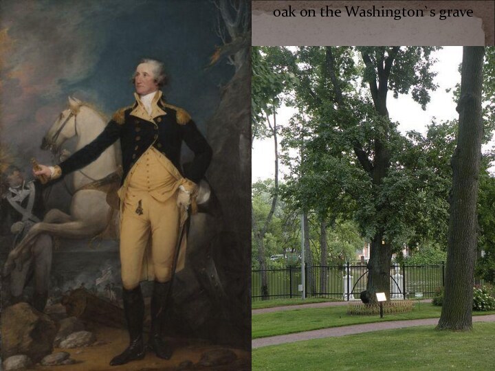 oak on the Washington`s grave