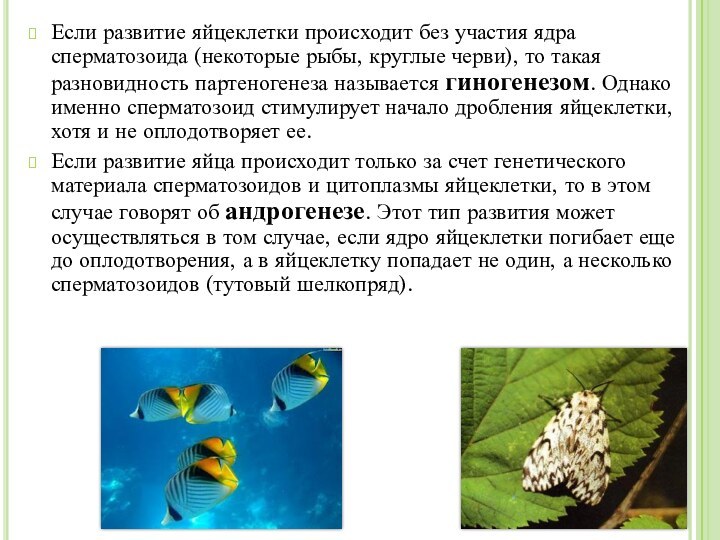 Если развитие яйцеклетки происходит без участия ядра сперматозоида (некоторые рыбы, круглые черви),