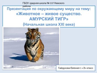 Животное – живое существо. Амурский тигр
