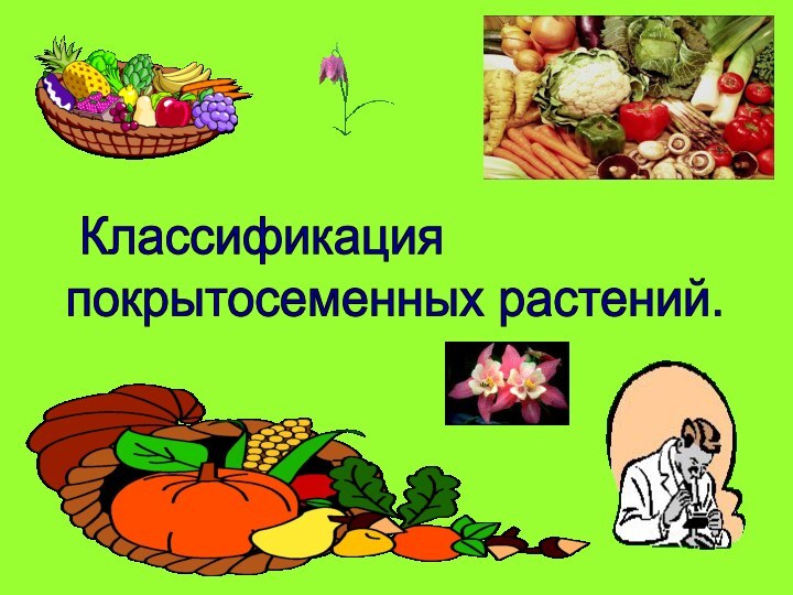 Классификация  покрытосеменных растений.