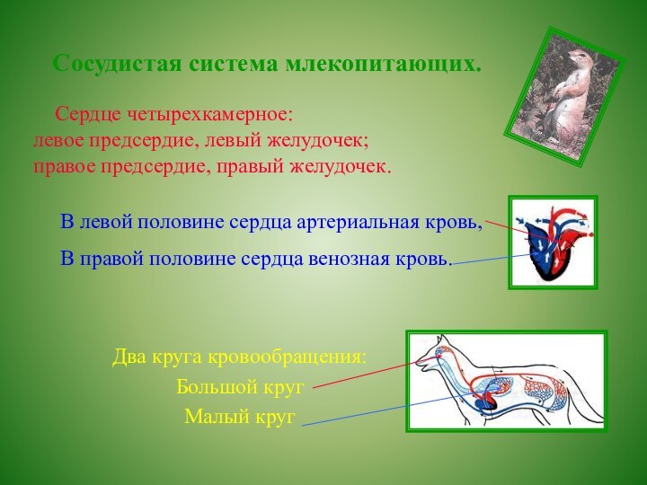 Сосудистая система млекопитающих.   Сердце четырехкамерное: