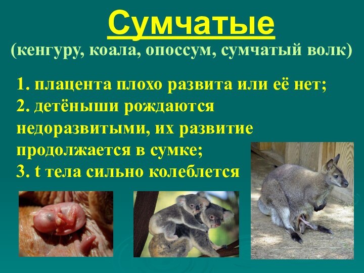 Сумчатые(кенгуру, коала, опоссум, сумчатый волк)1. плацента плохо развита или её нет;2. детёныши