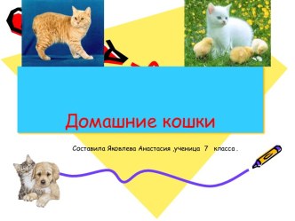 Домашние кошки