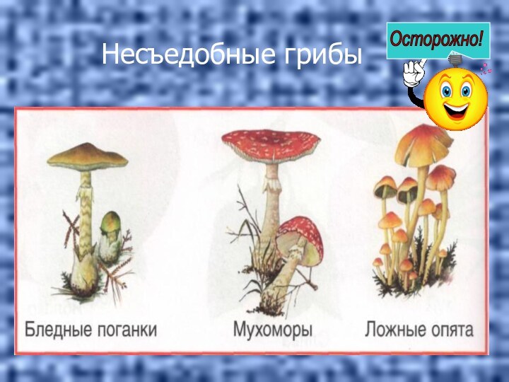 Несъедобные грибы Осторожно!