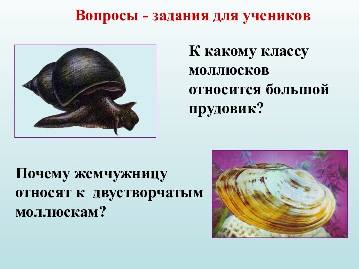 Вопросы - задания для учениковК какому классу моллюсков относится большой прудовик?Почему жемчужницу относят к двустворчатым моллюскам?