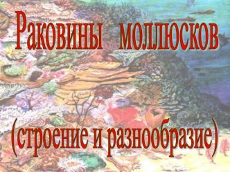 Раковины моллюсков